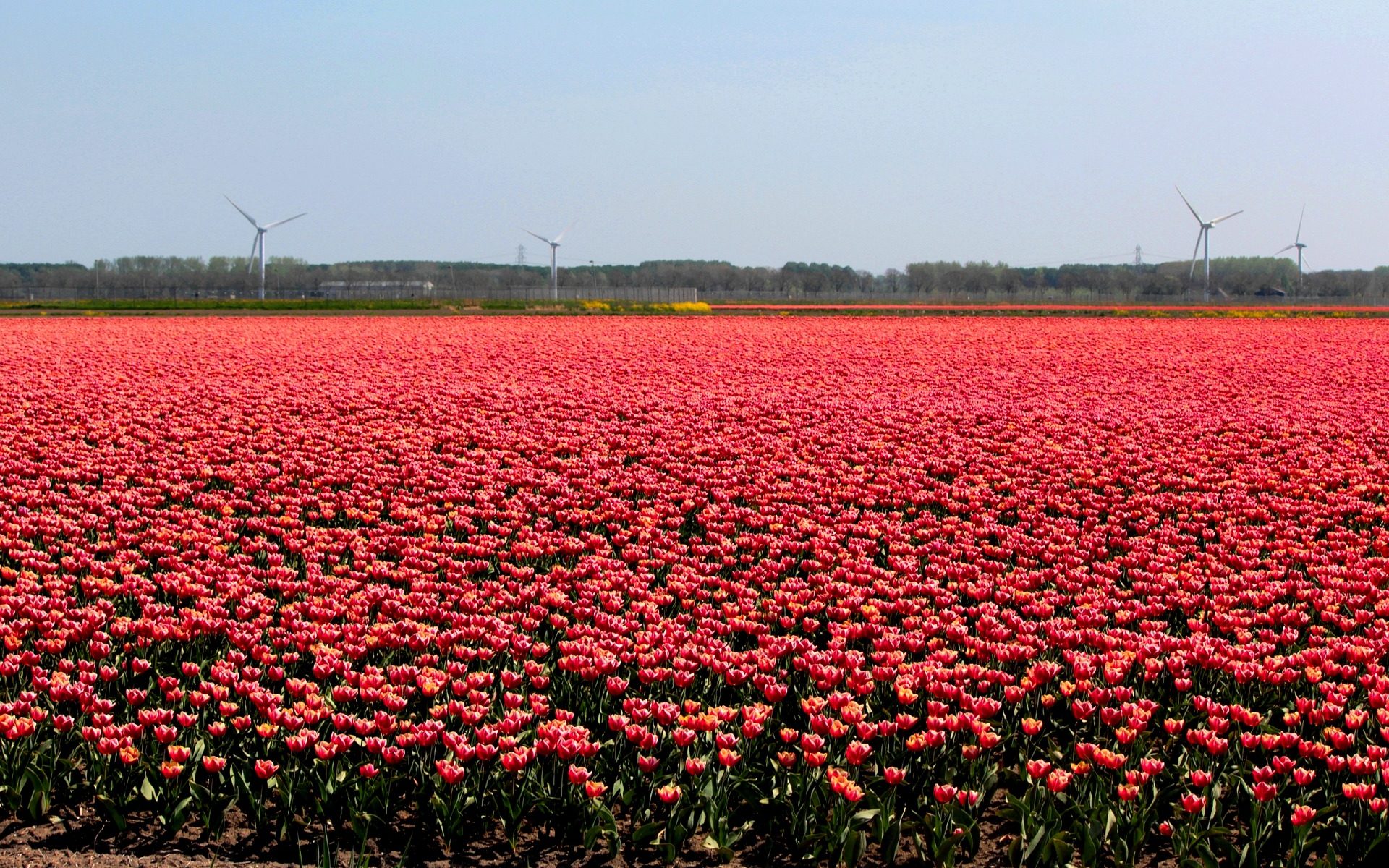 Tłumaczenia specjalistyczne niderlandzki polski Szczecin