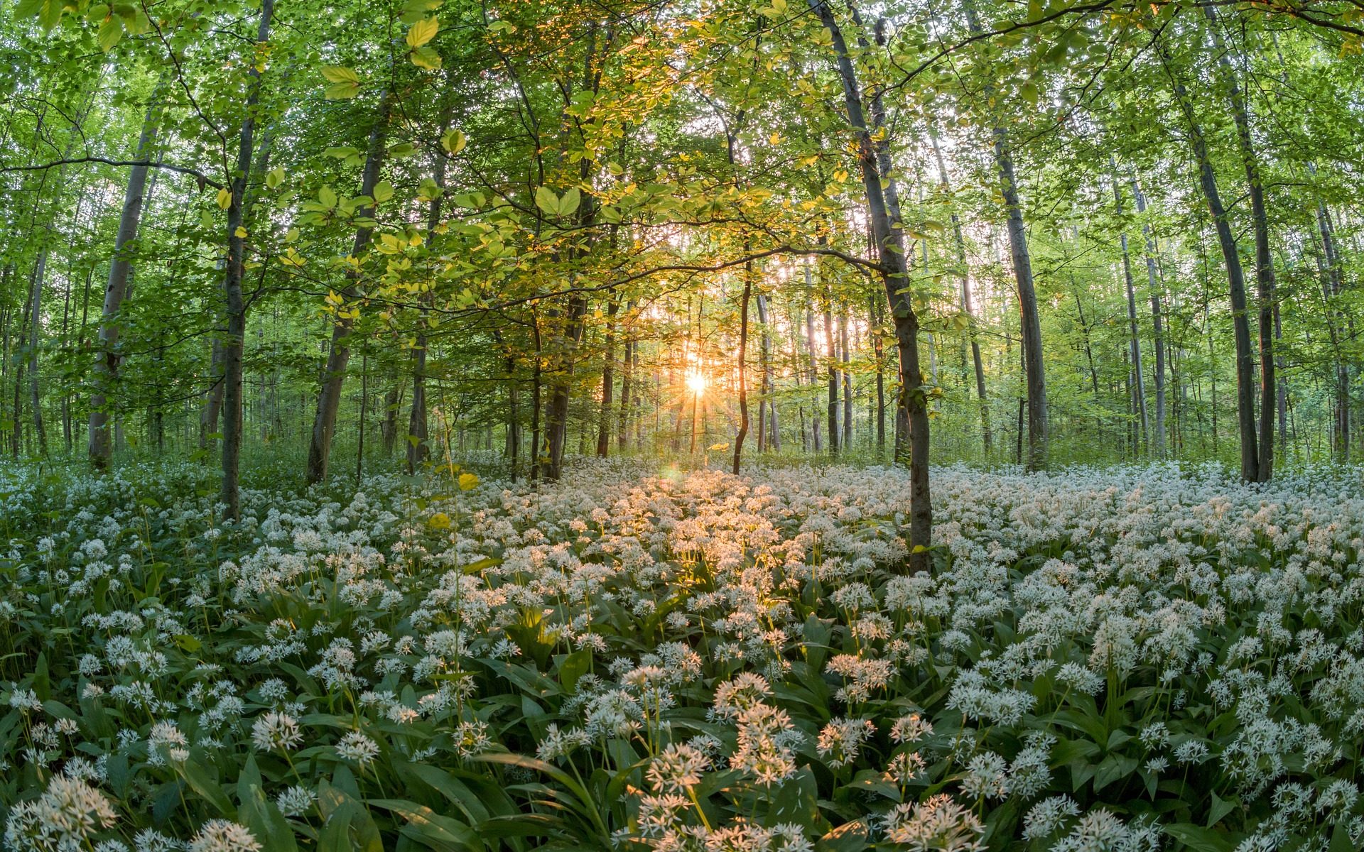 Biuro tłumaczeń Czosnów