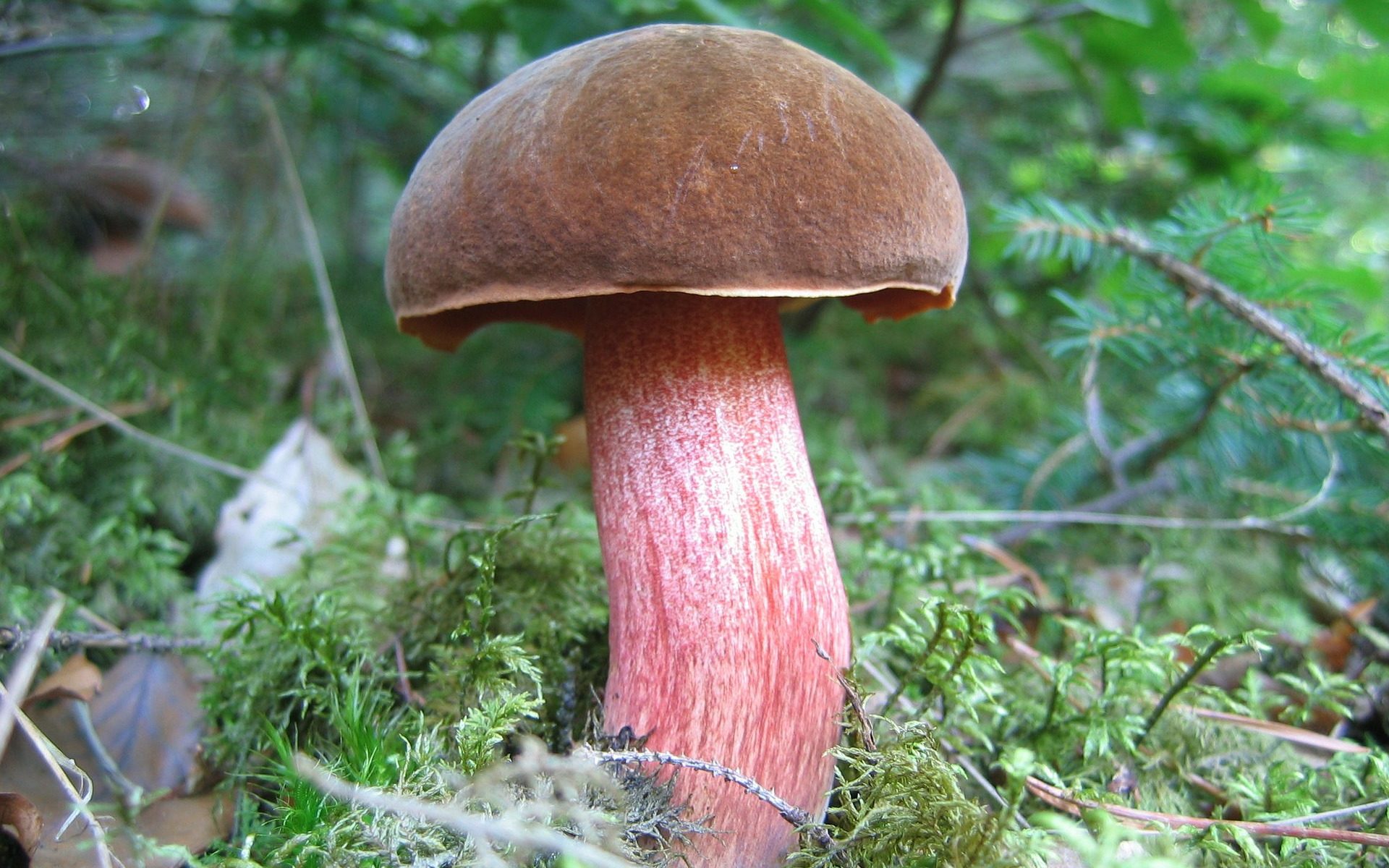 Biuro tłumaczeń Andrespol
