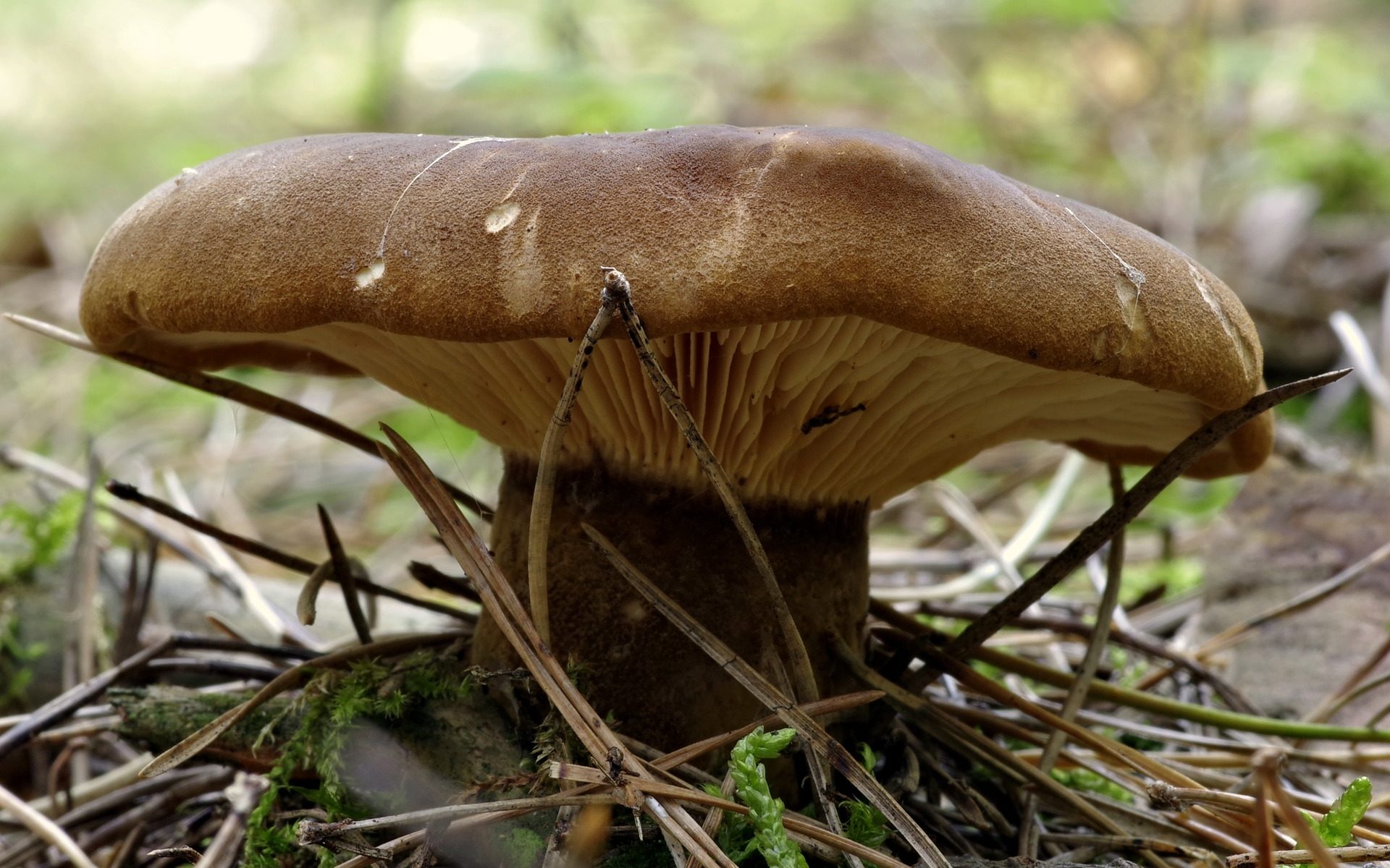 Biuro tłumaczeń Błaszki