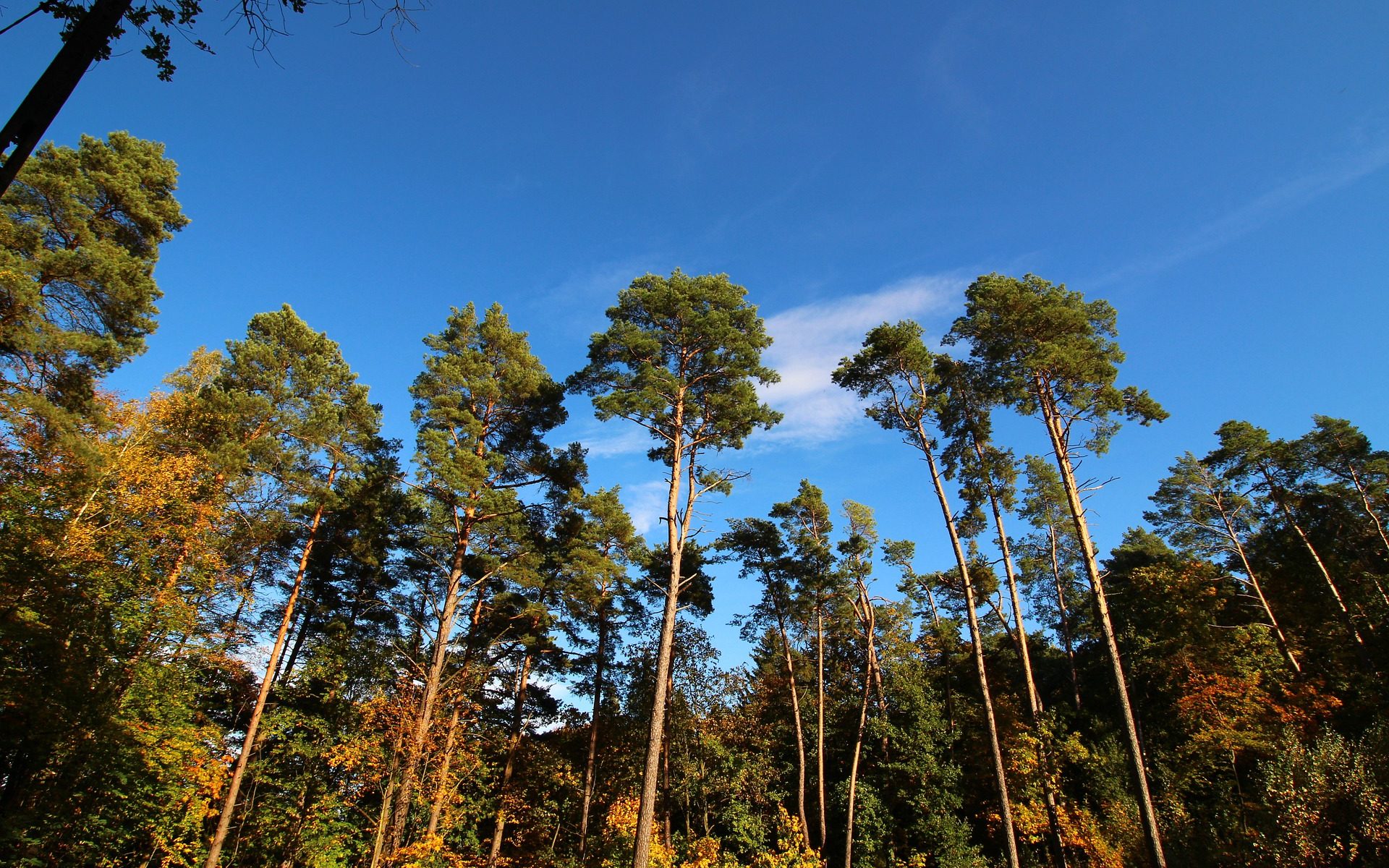 Biuro tłumaczeń Rozprza