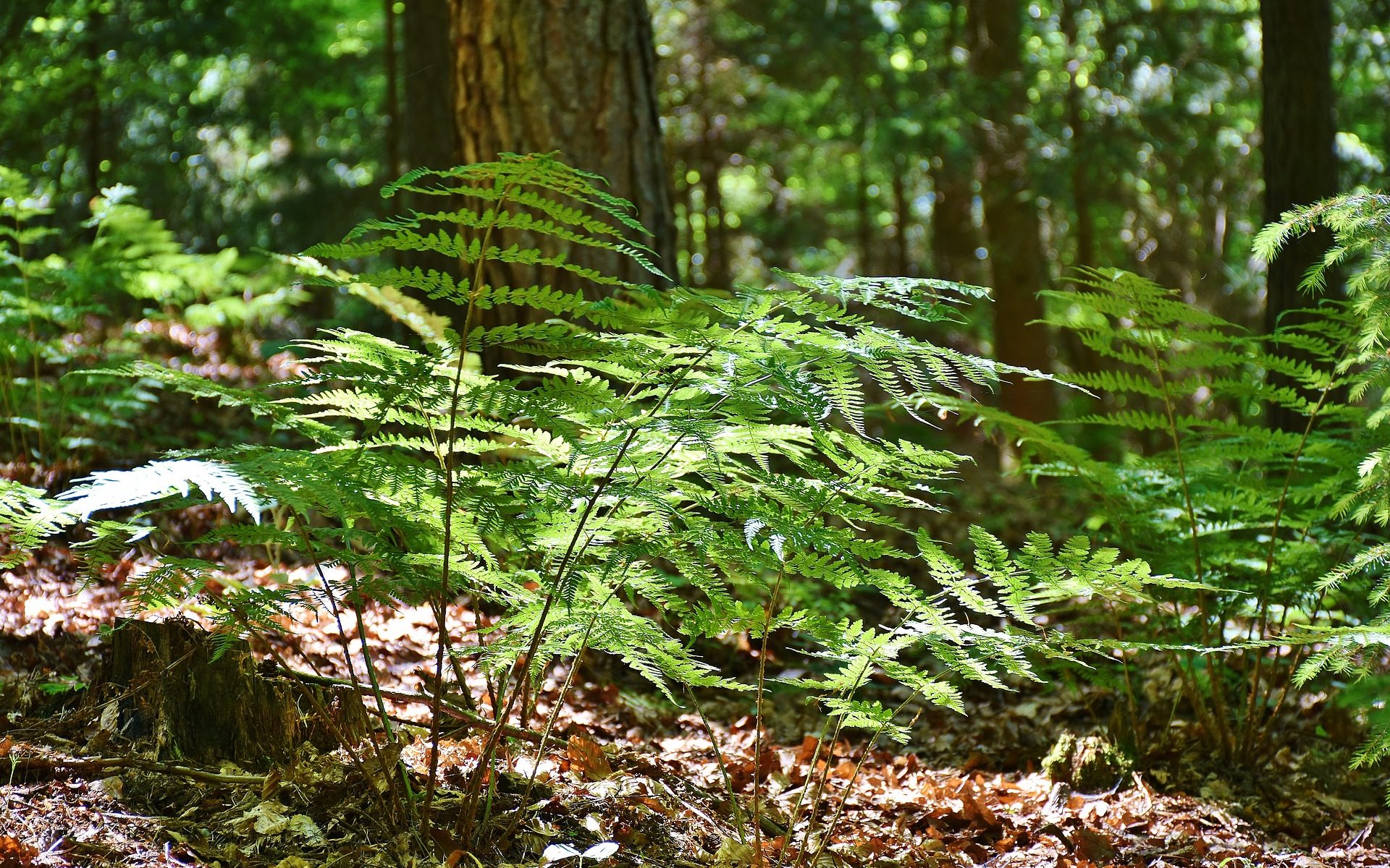 Biuro tłumaczeń Rzeczyca