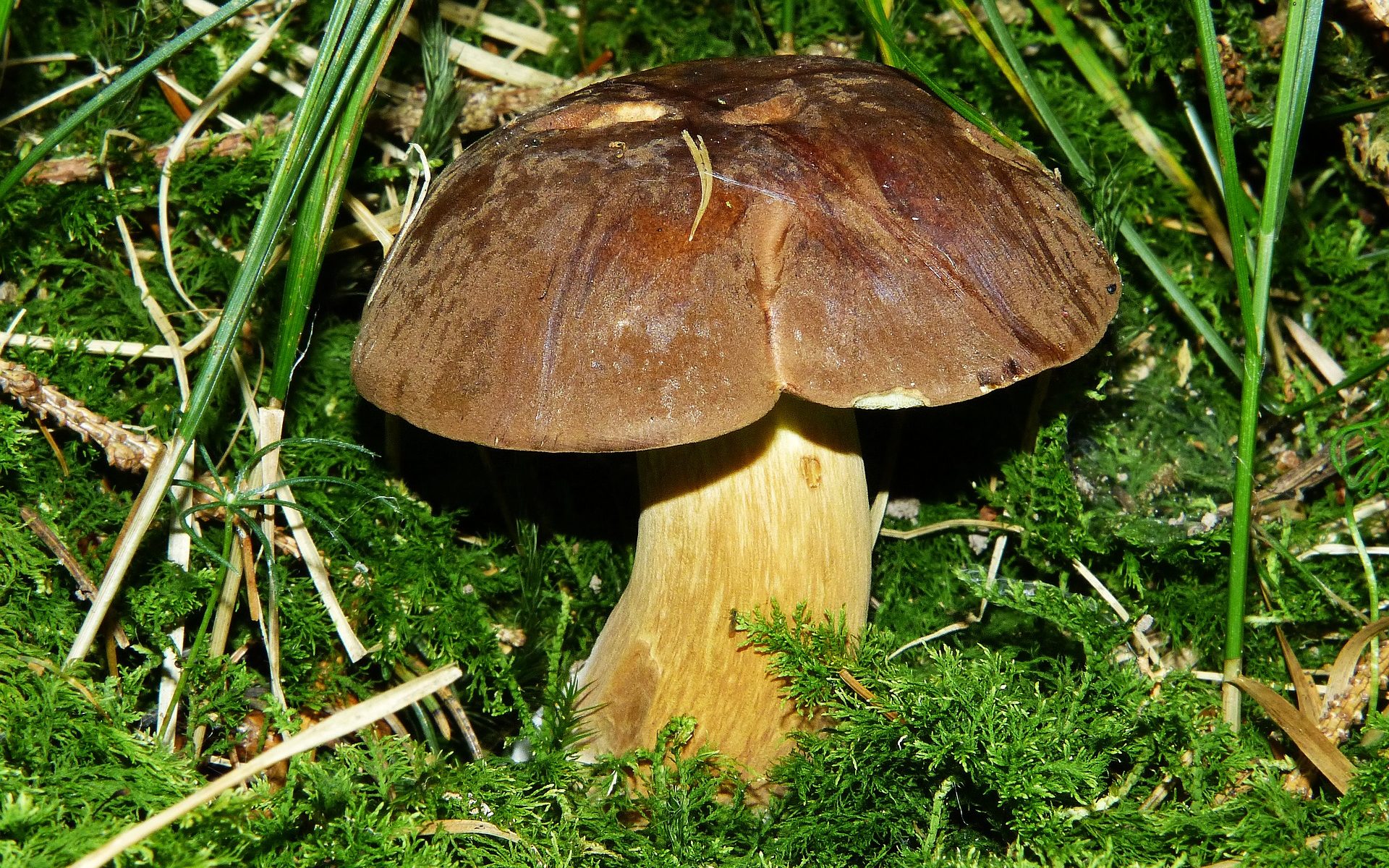 Biuro tłumaczeń Siemkowice