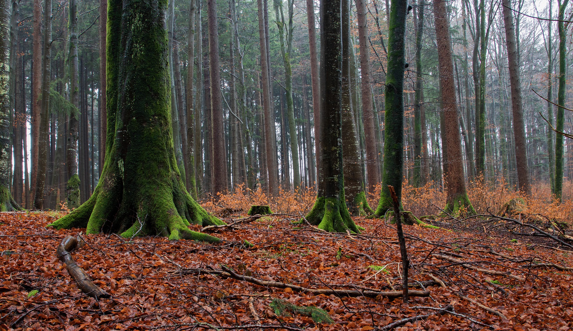Biuro tłumaczeń Sokolniki