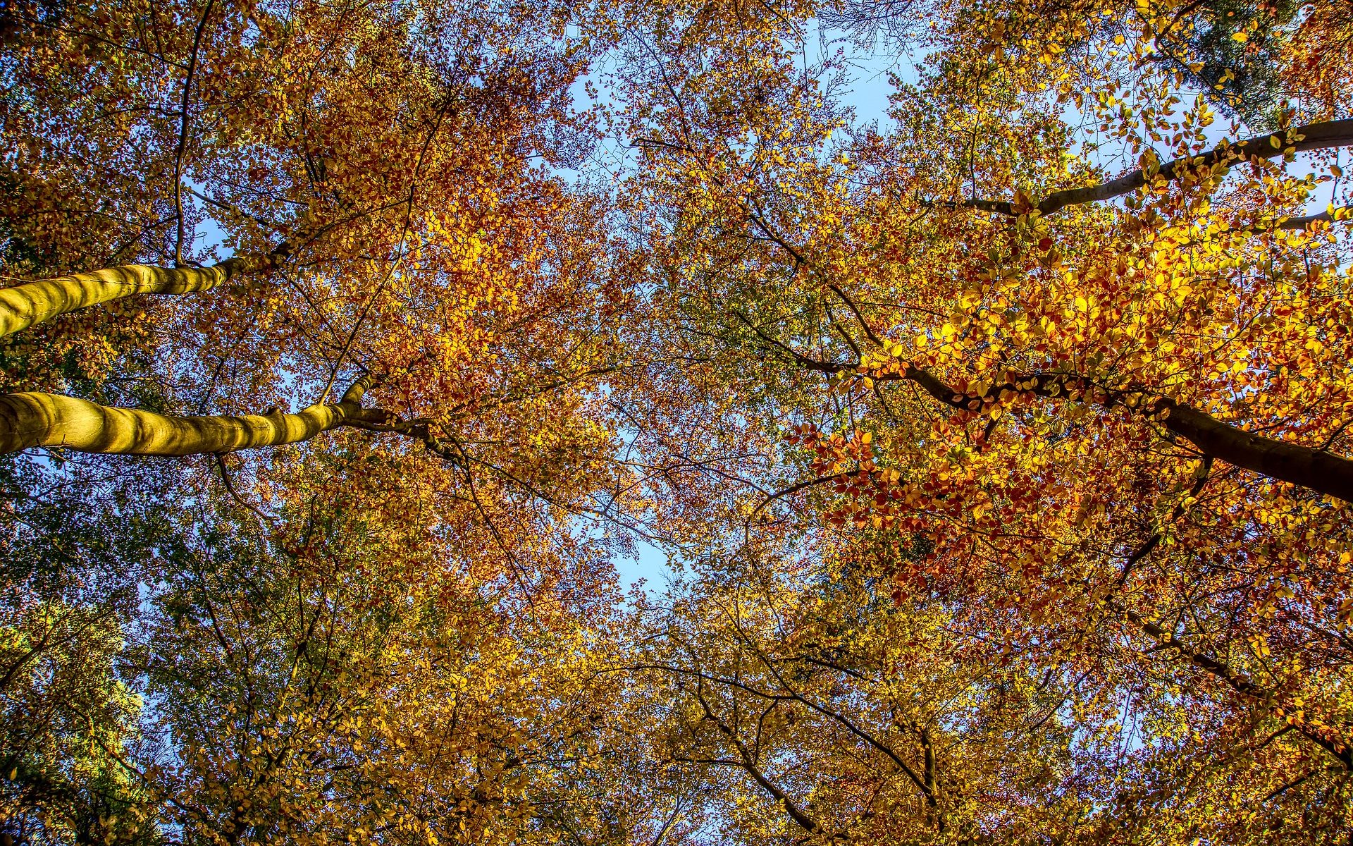 Biuro tłumaczeń Strzelce Wielkie