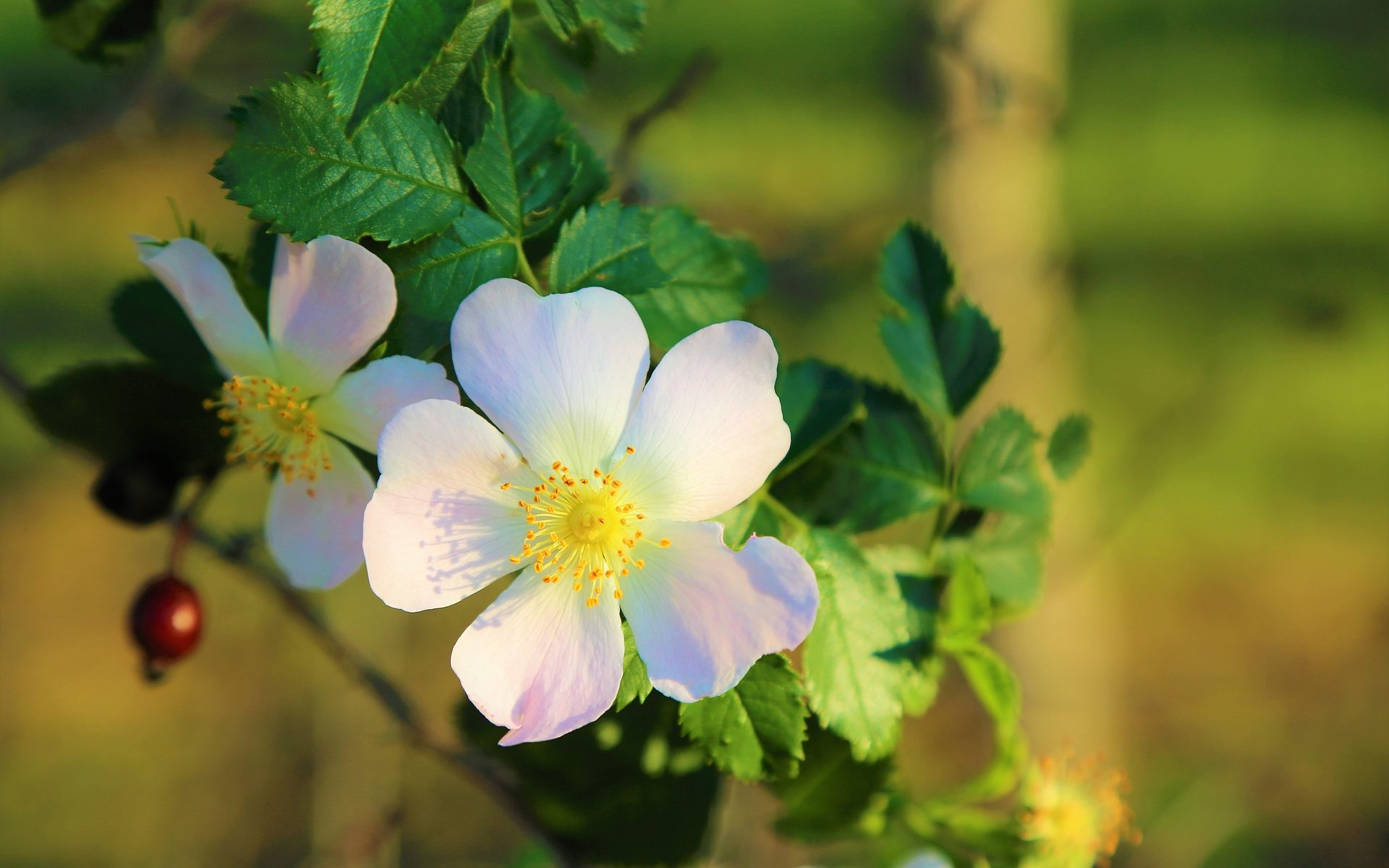 Biuro tłumaczeń Widawa