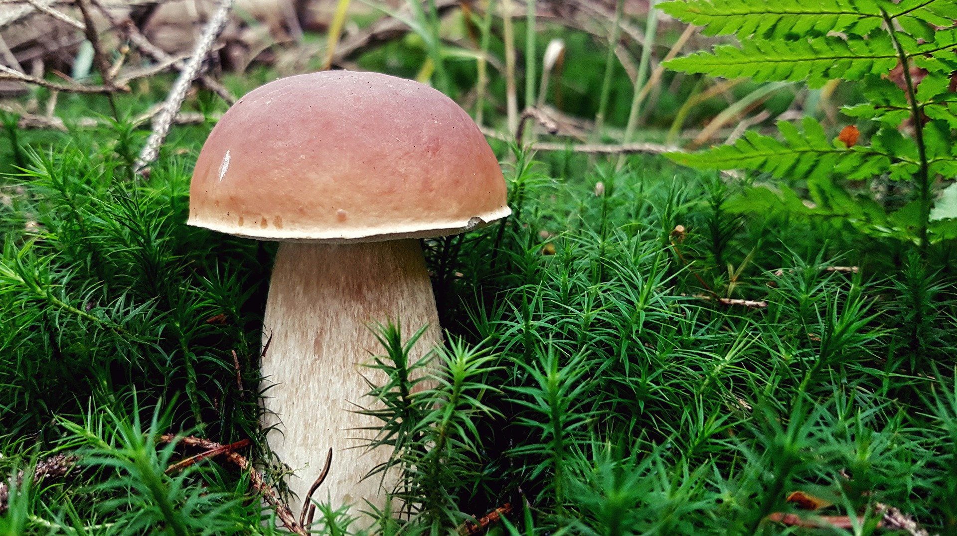 Biuro tłumaczeń Wieruszów