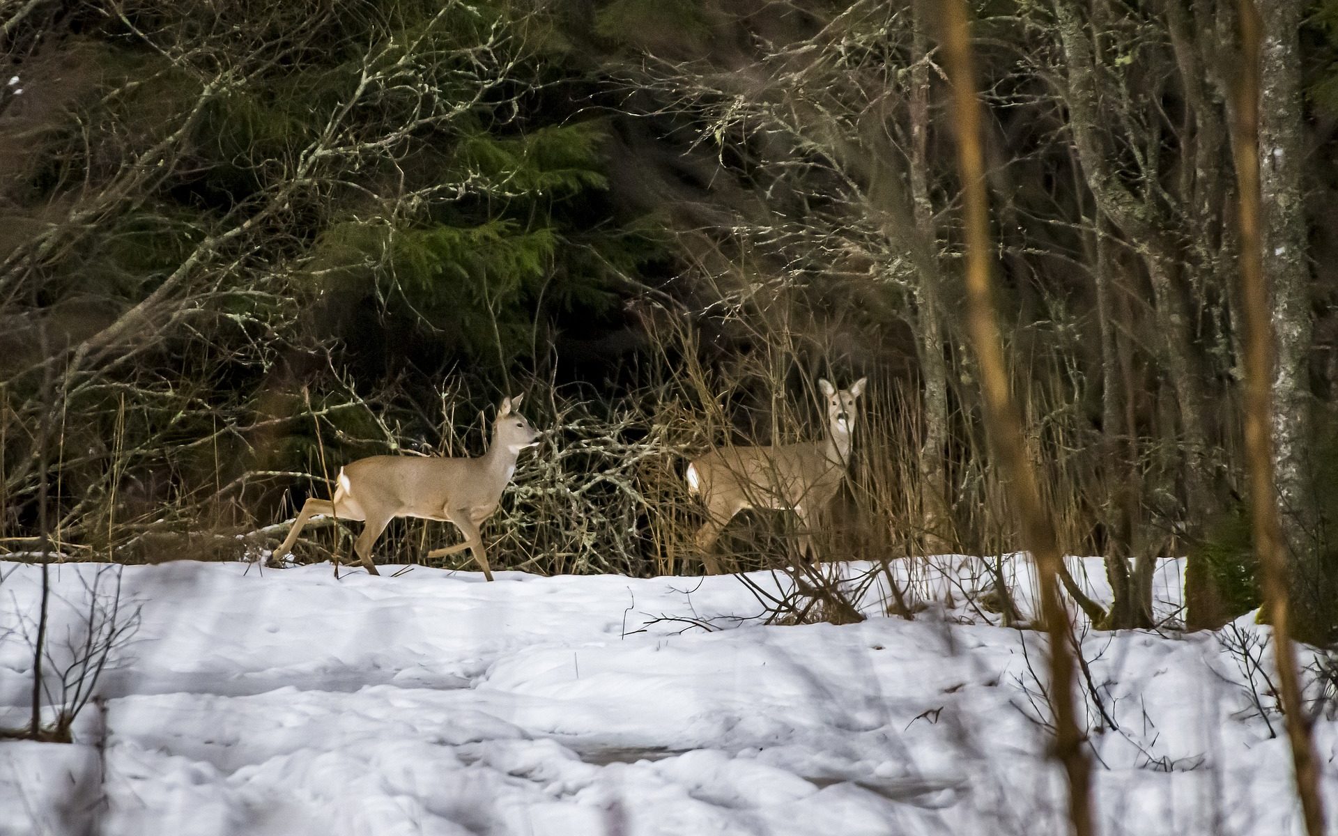 Biuro tłumaczeń Zduny