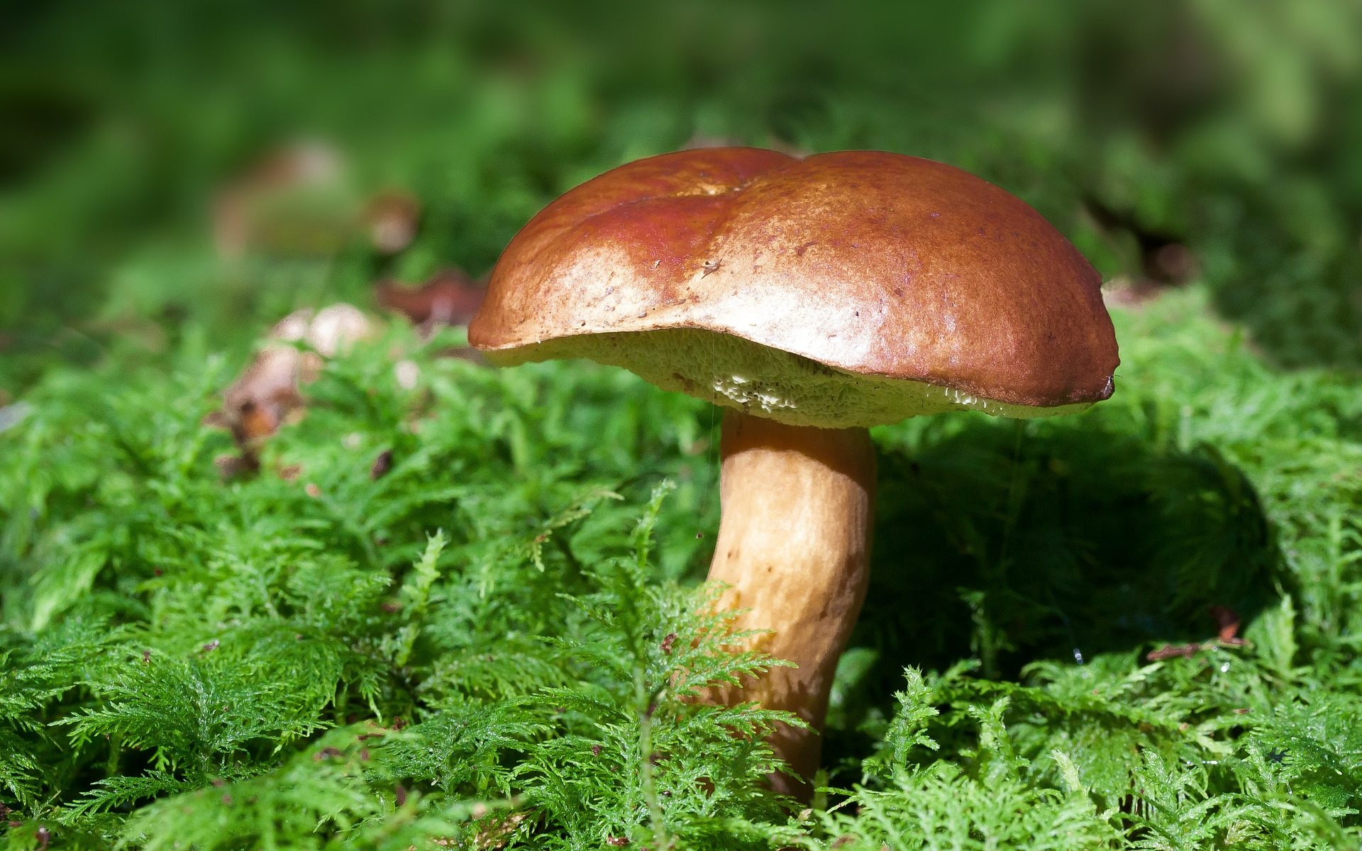 Biuro tłumaczeń Żarnów