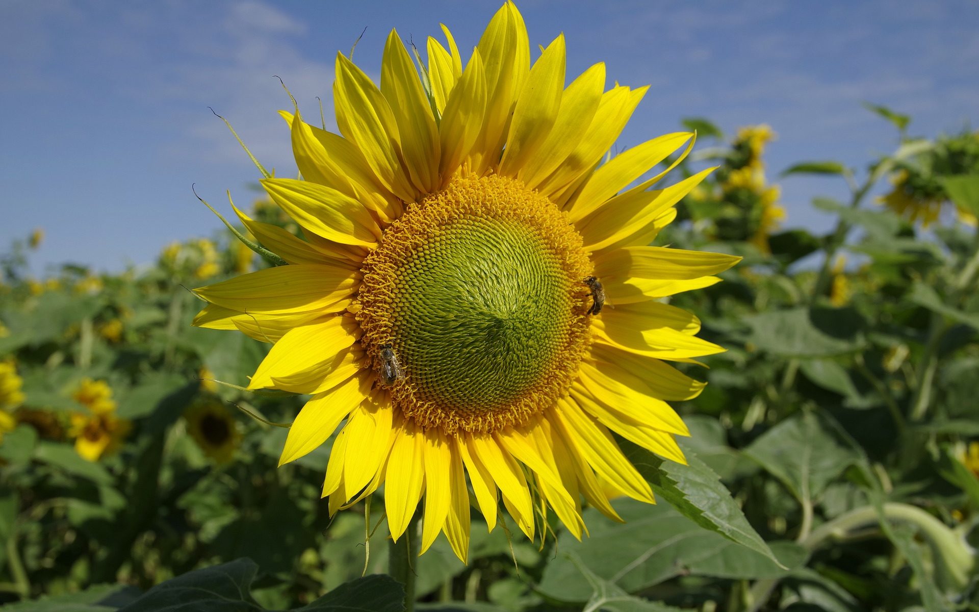 Biuro tłumaczeń Bądkowo