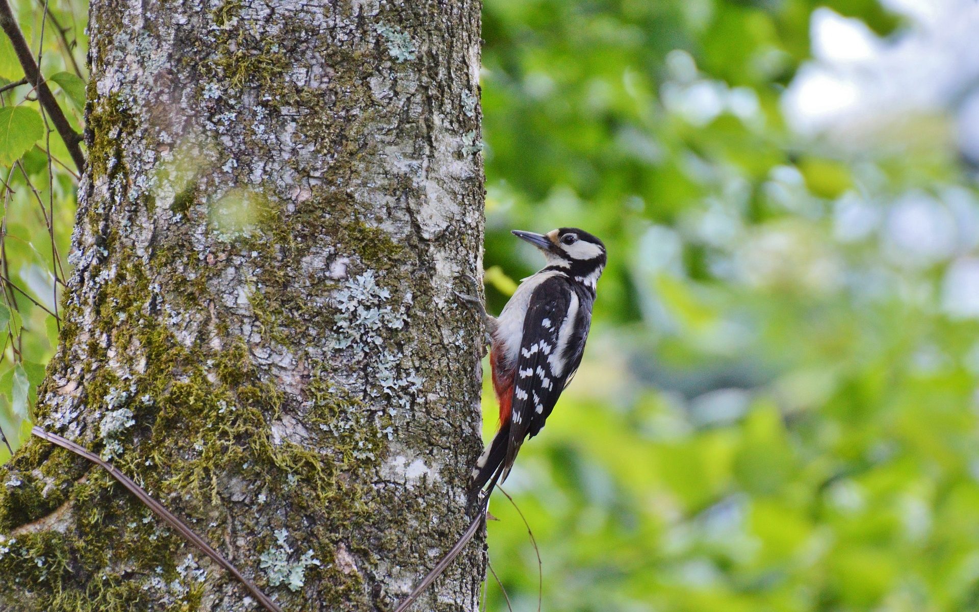 Biuro tłumaczeń Czarnożyły