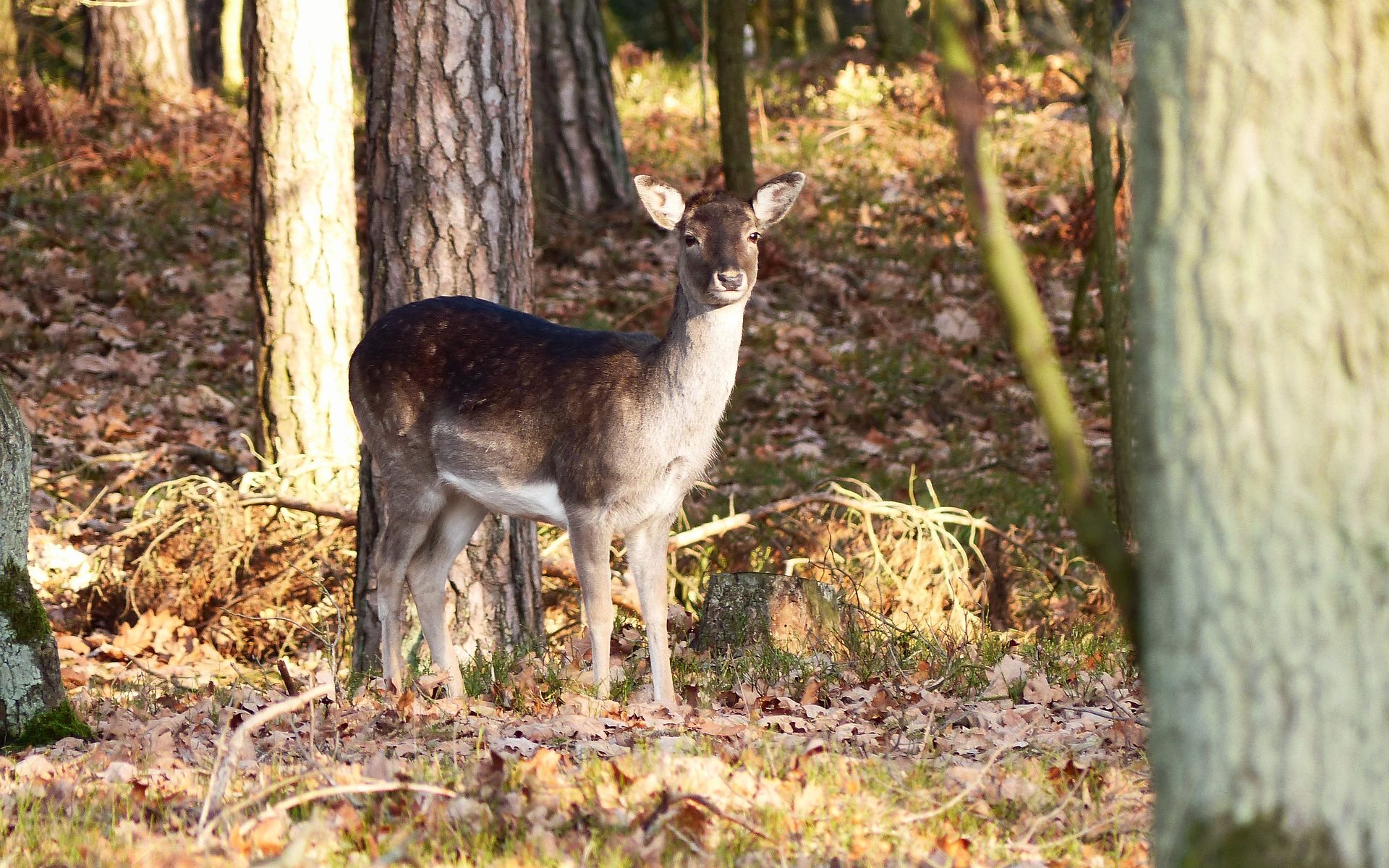 Biuro tłumaczeń Dobroń