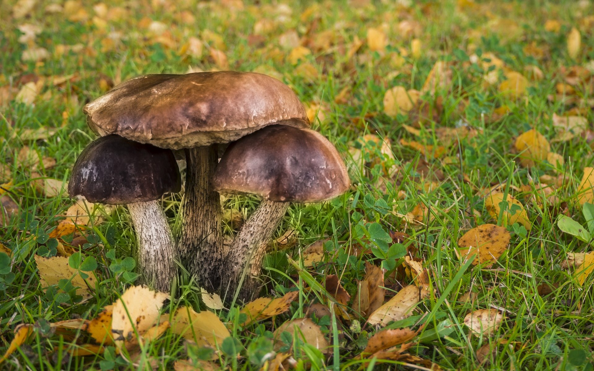 Biuro tłumaczeń Kleszczów
