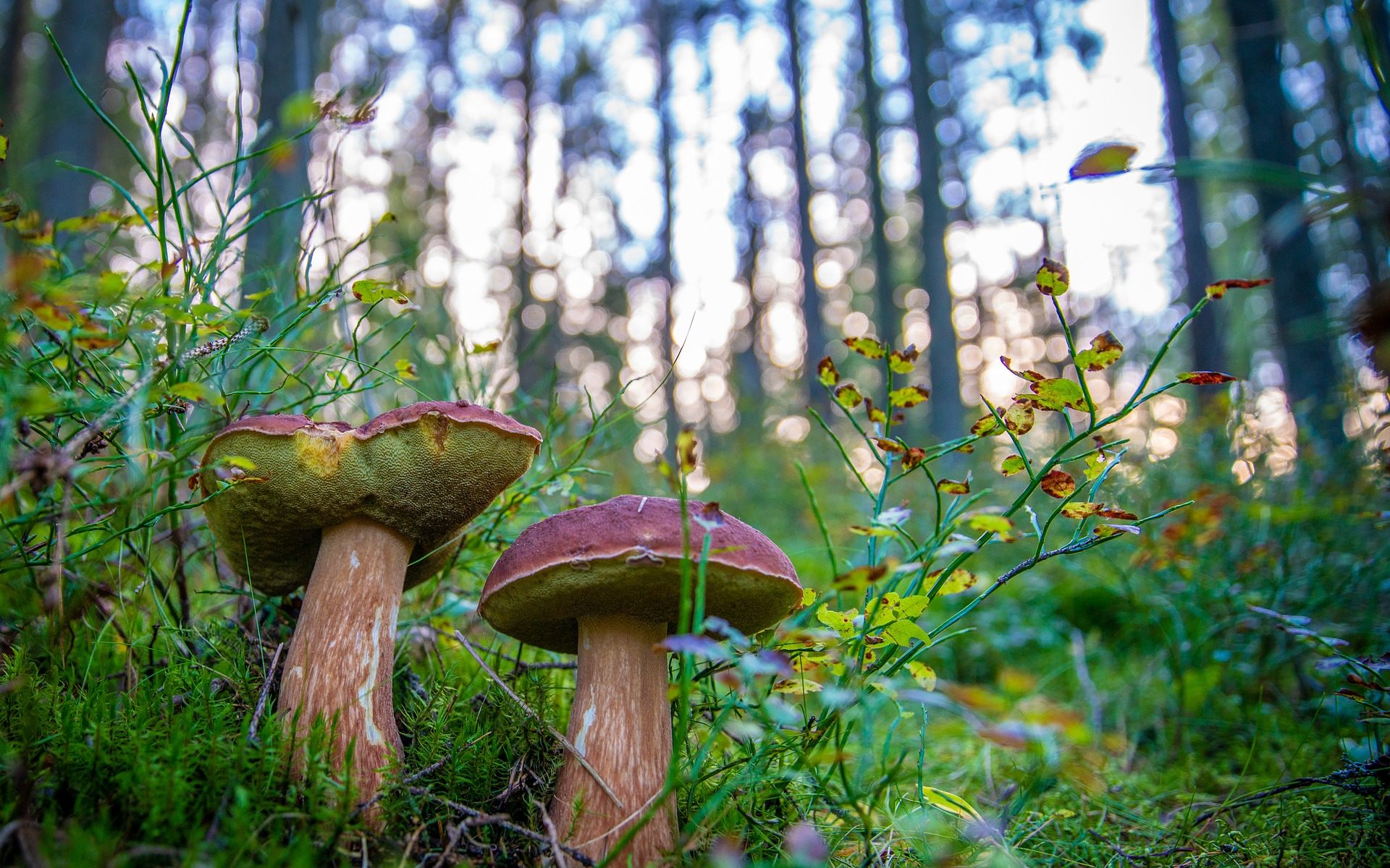 Biuro tłumaczeń Poświętne