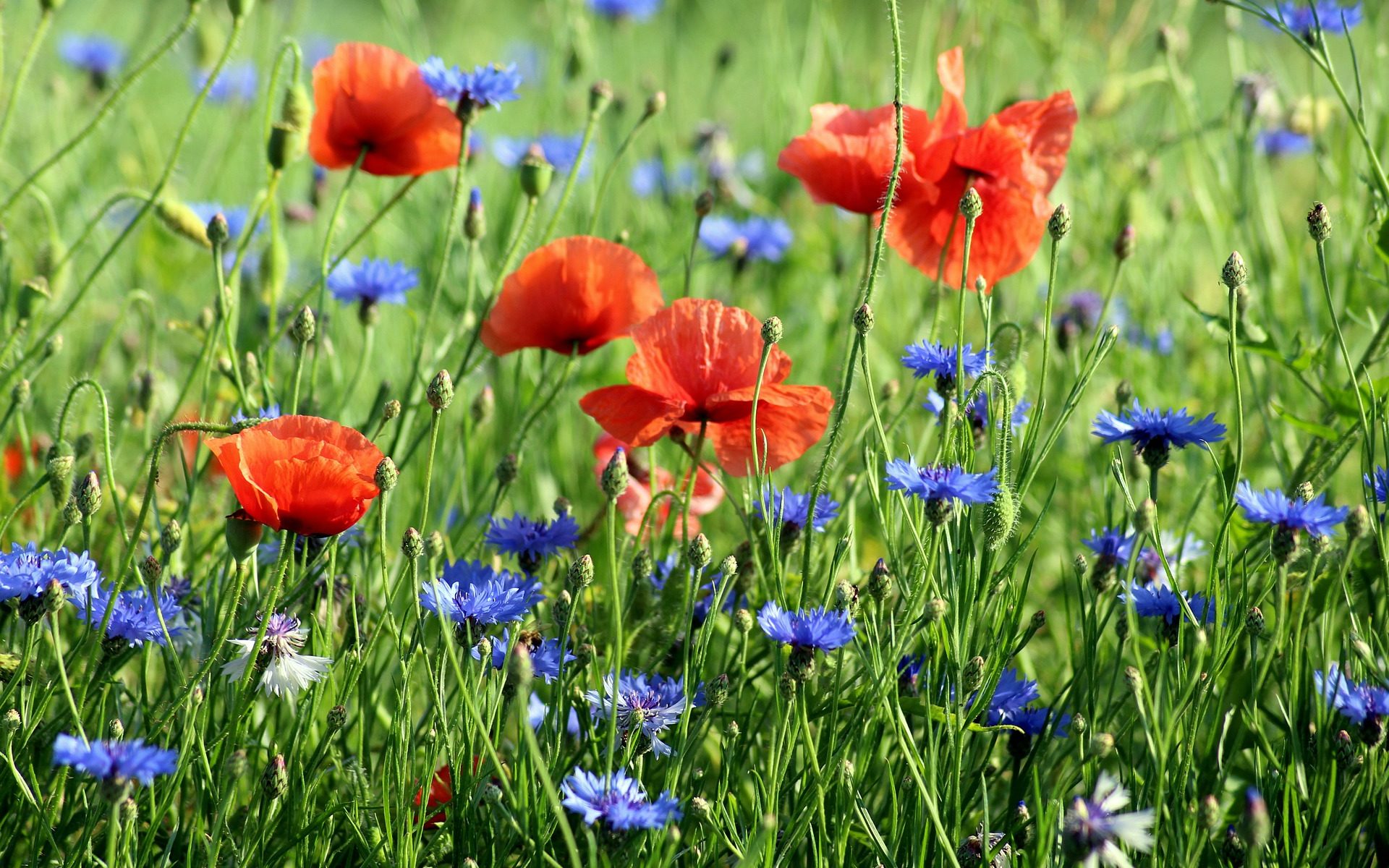 Biuro tłumaczeń Bejsce