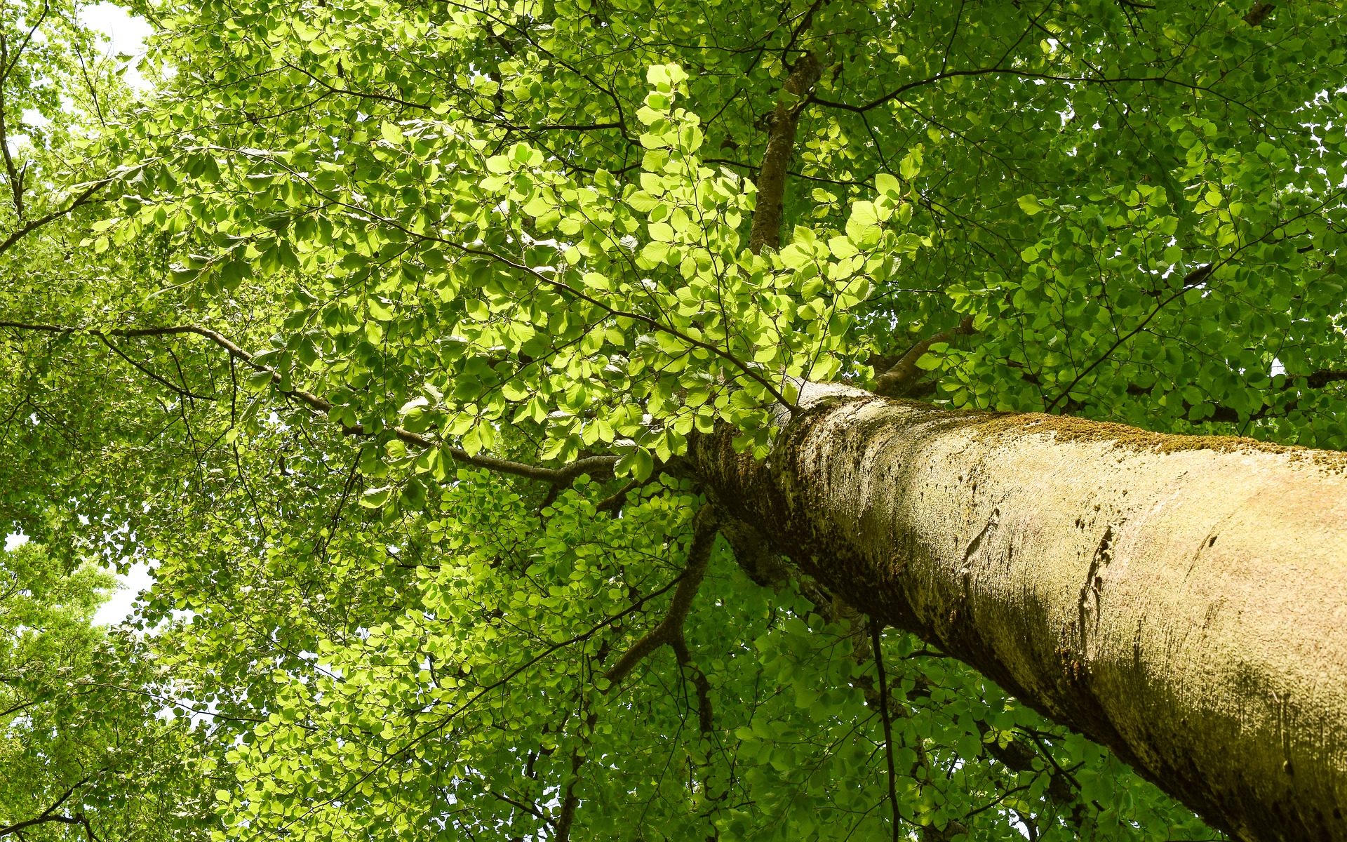 Biuro tłumaczeń Buk