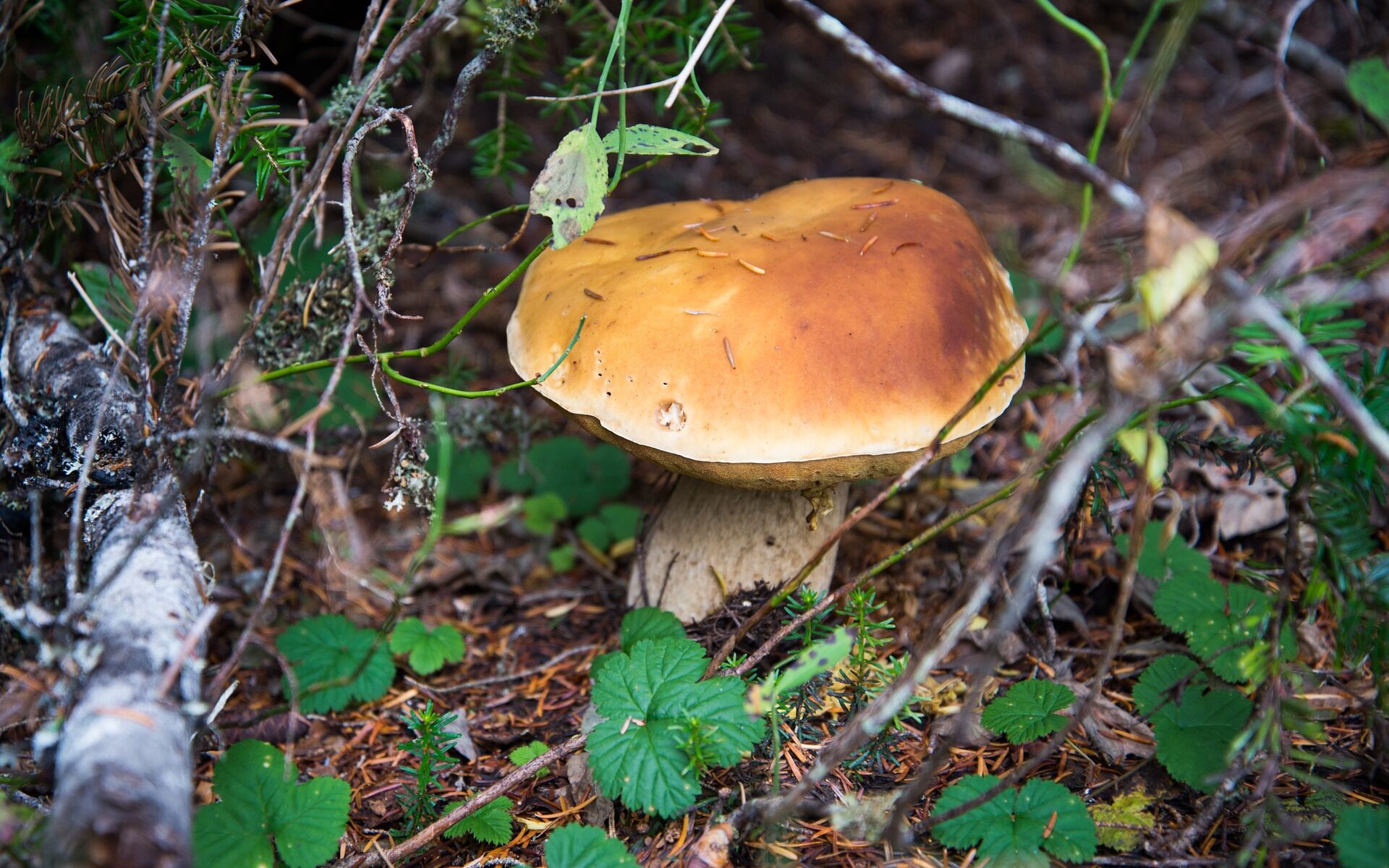 Biuro tłumaczeń Dębno