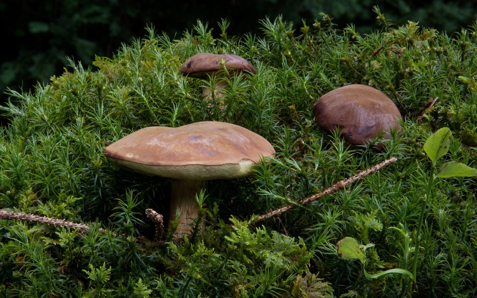 Biuro tłumaczeń Goworowo