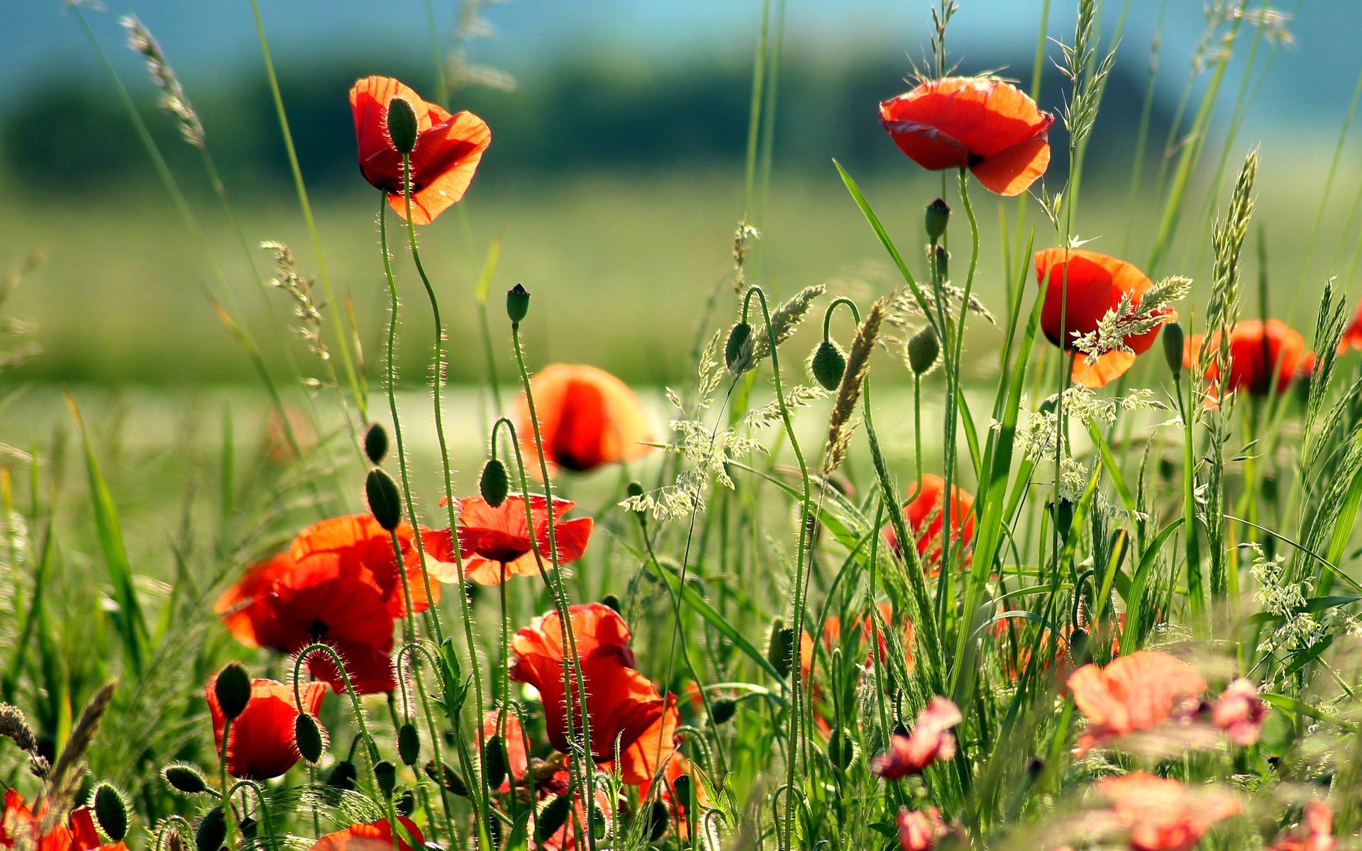 Biuro tłumaczeń Pacyna