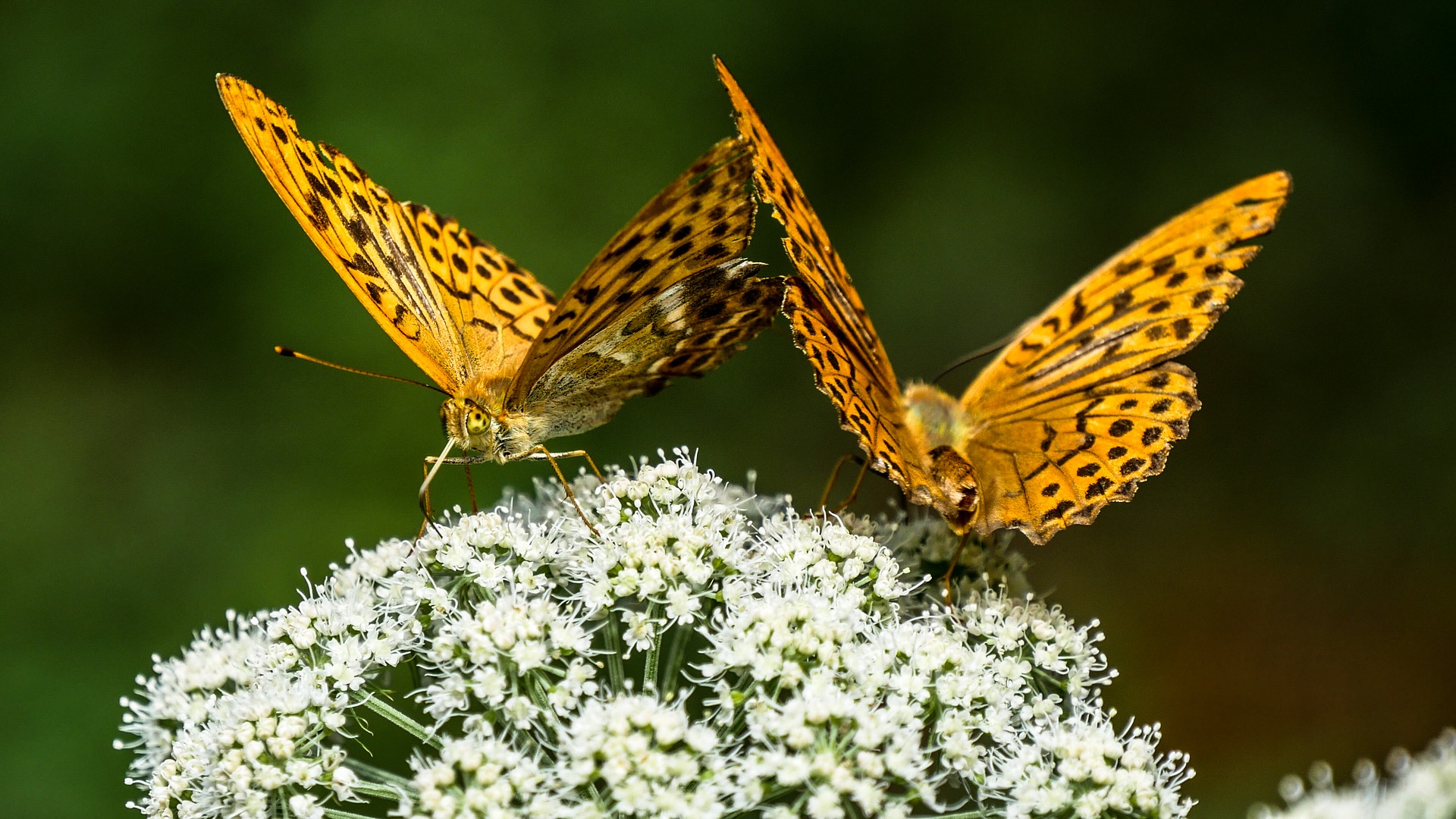 Biuro tłumaczeń Piaseczno