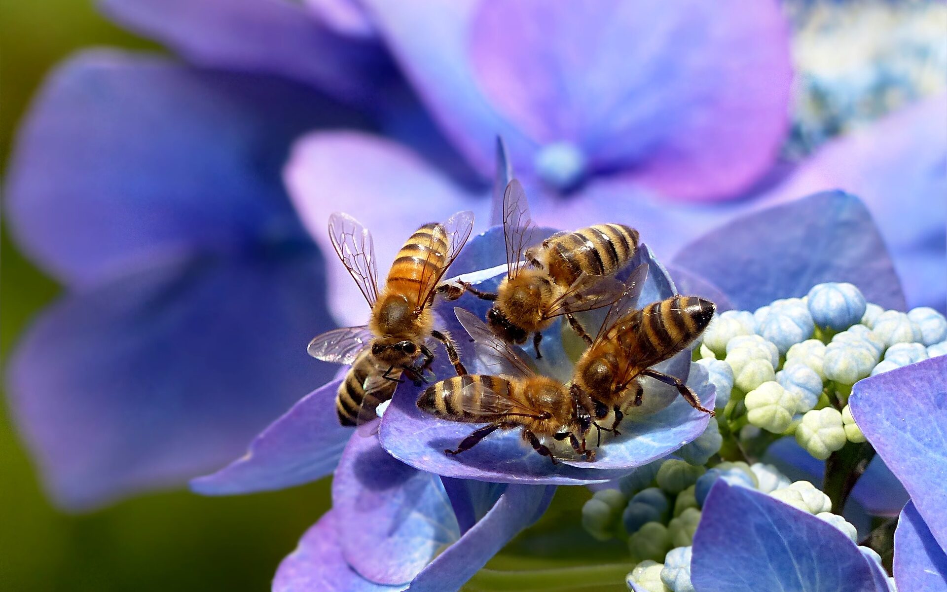 Biuro tłumaczeń Pszczółki