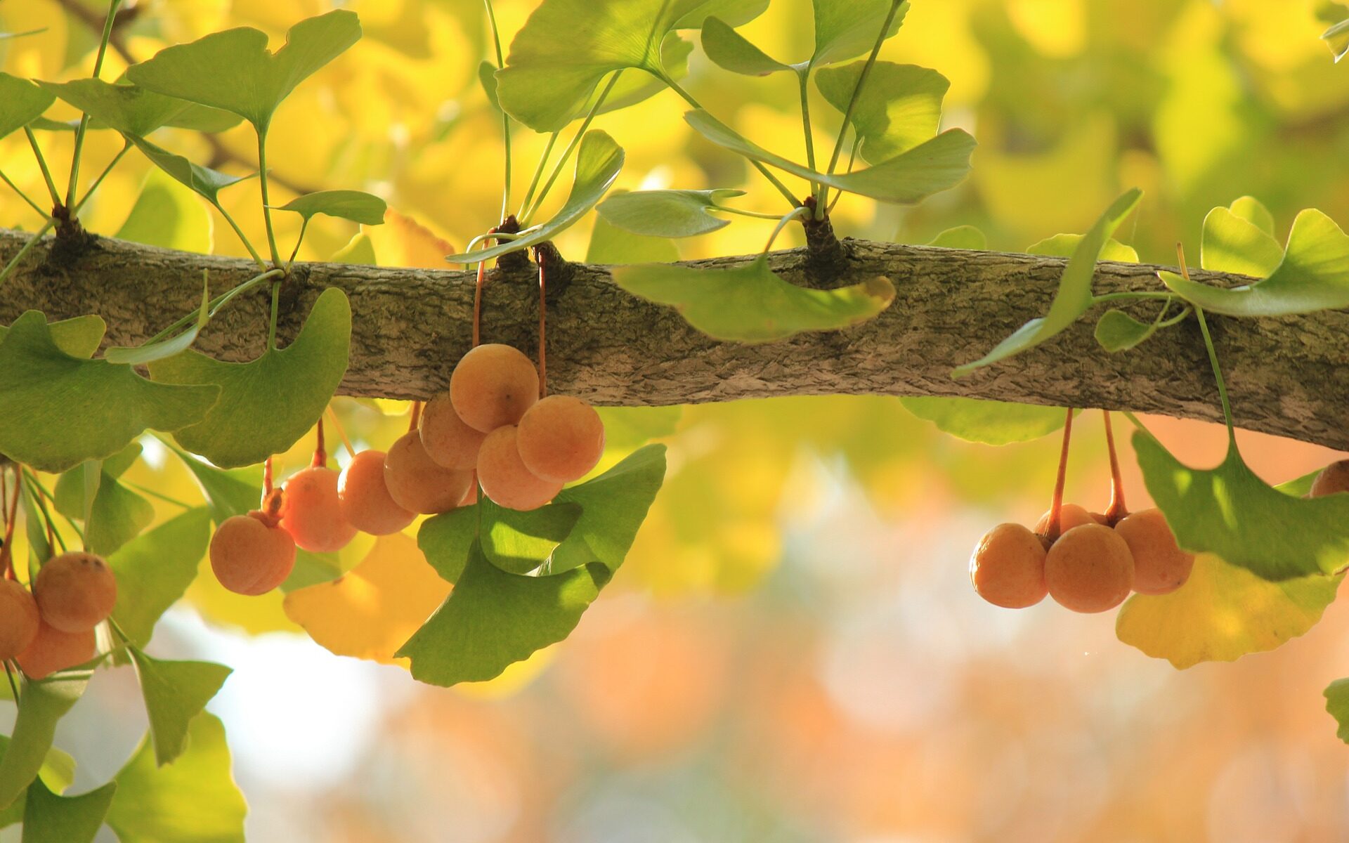 Biuro tłumaczeń Brojce