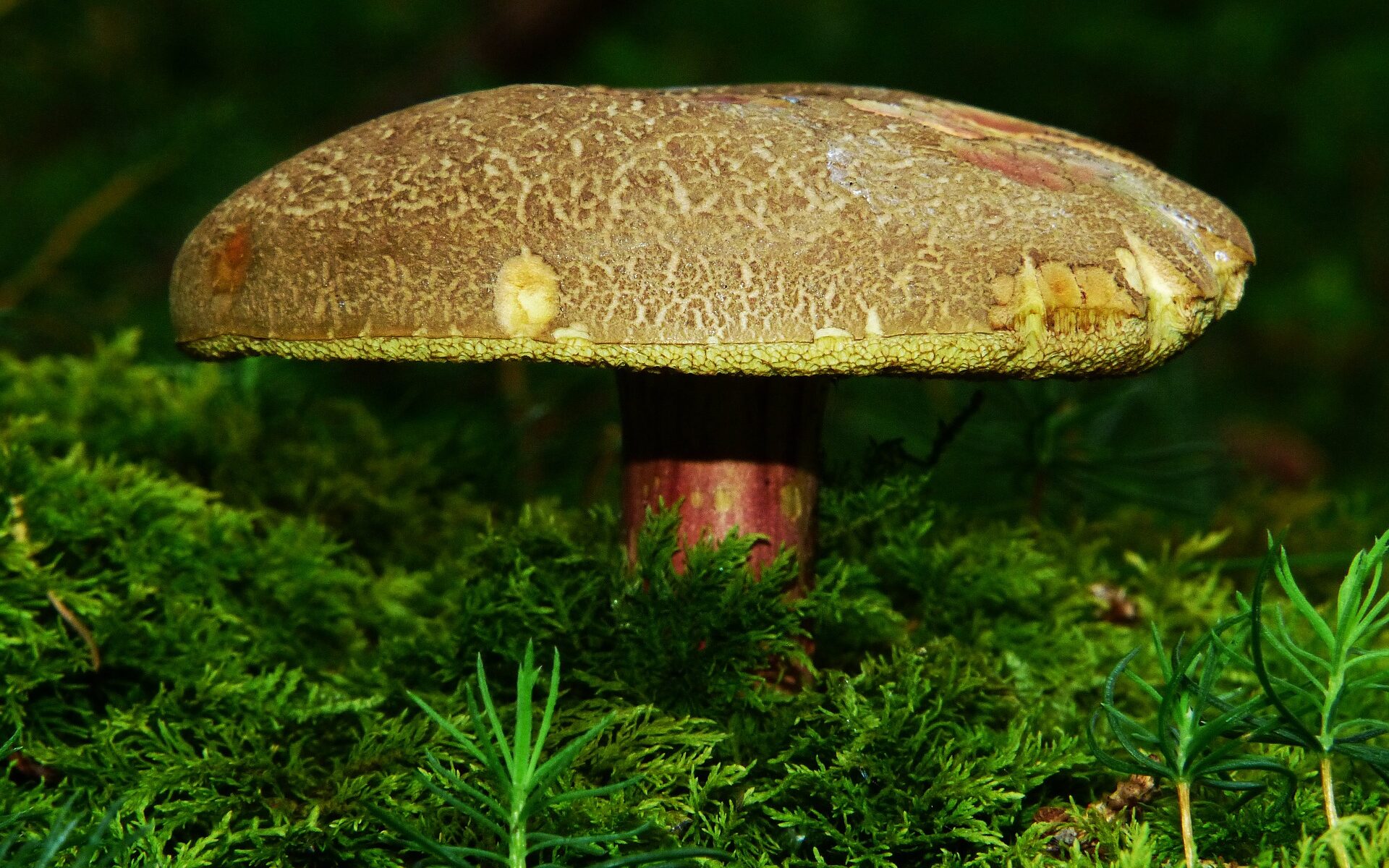 Biuro tłumaczeń Radzymin