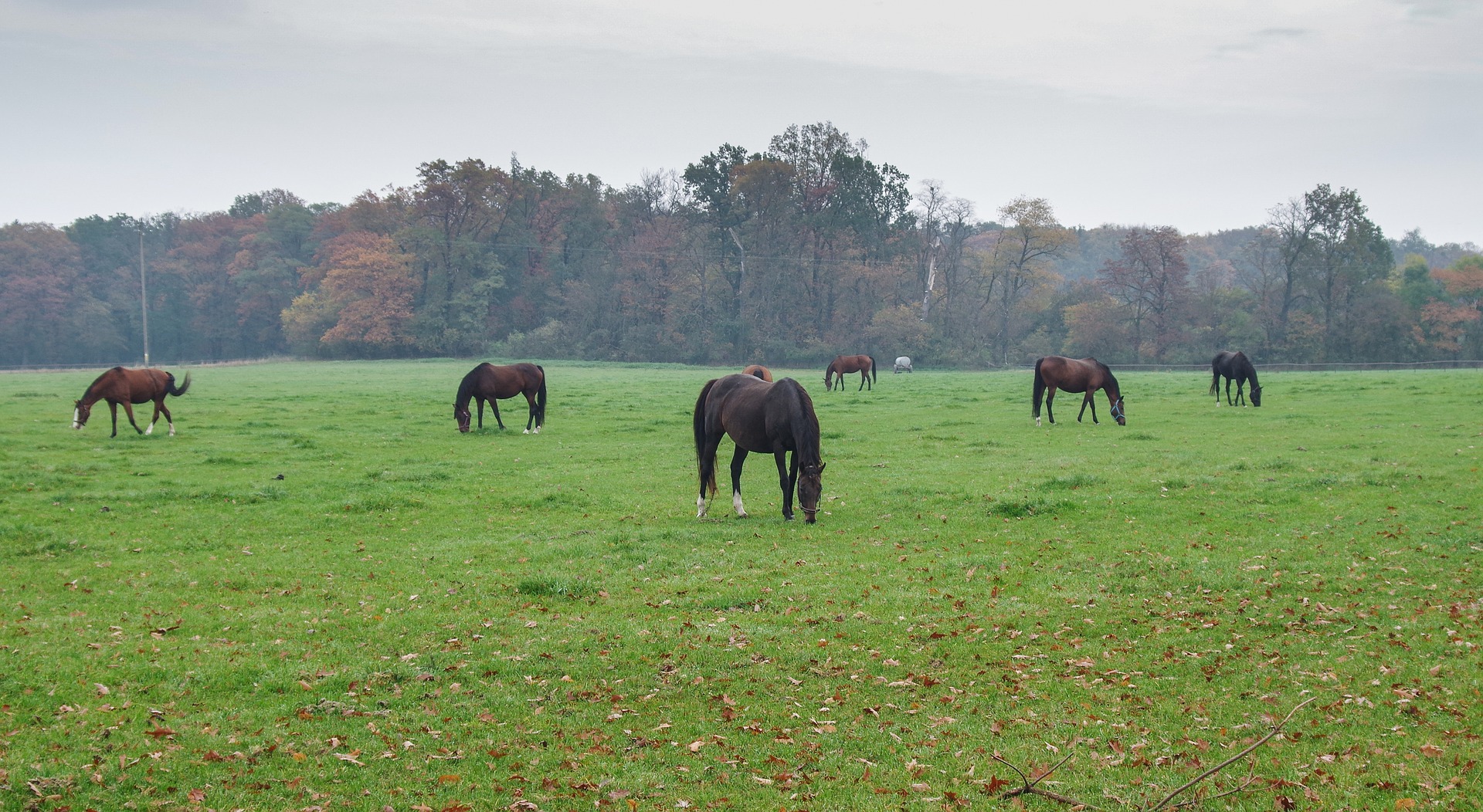 Biuro tłumaczeń Bobrowice