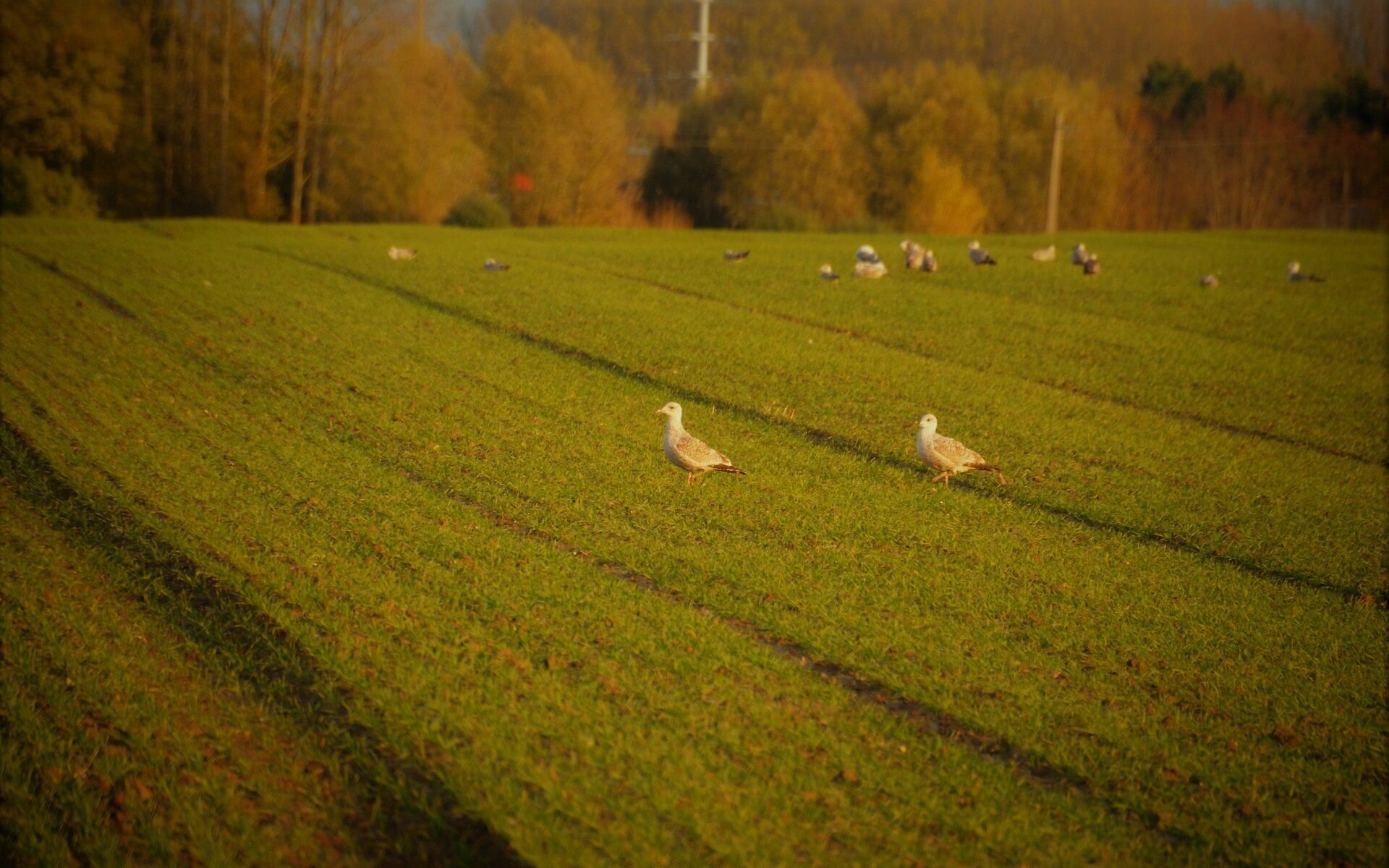 Biuro tłumaczeń Charsznica