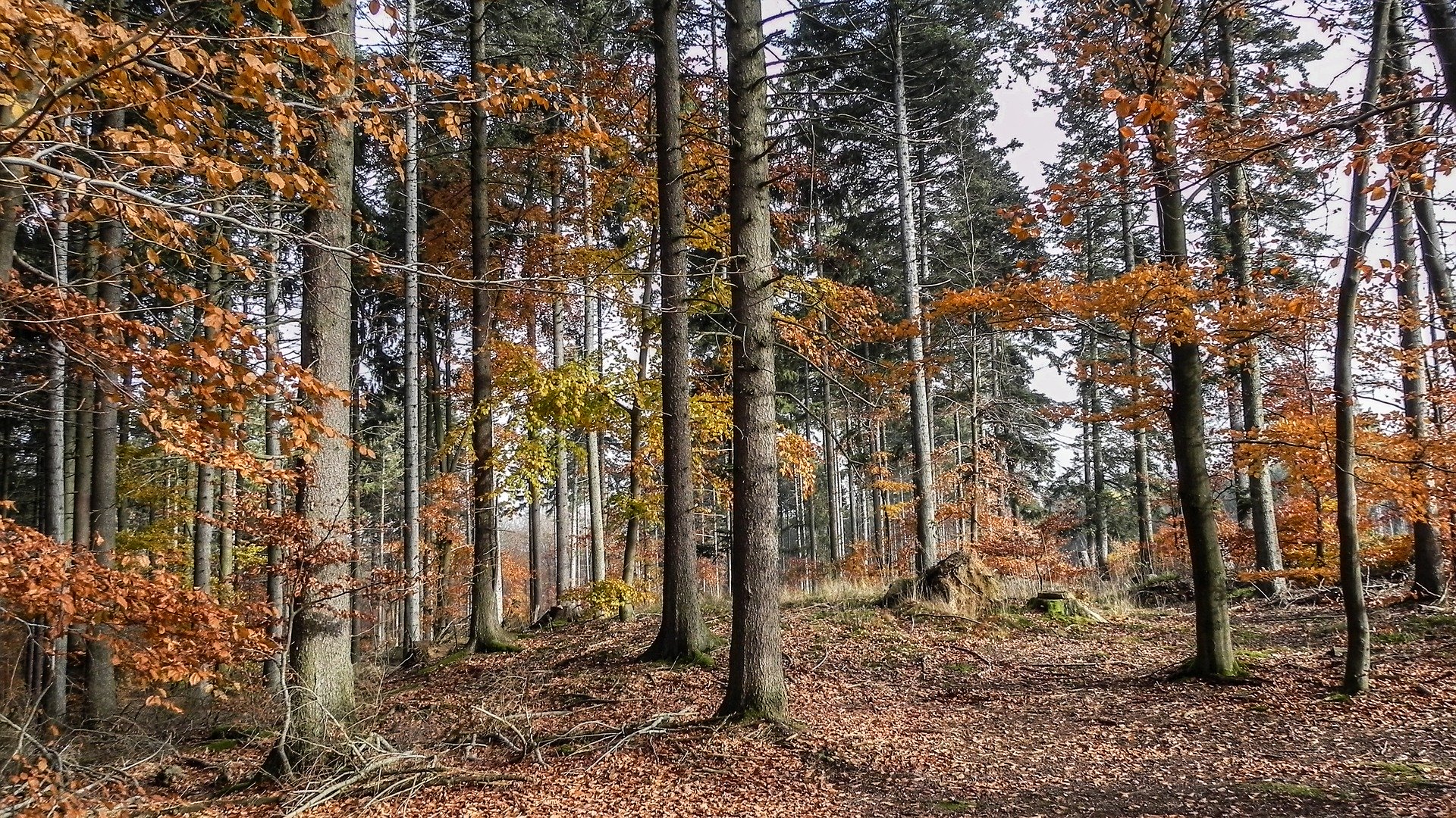 Biuro tłumaczeń Knurów