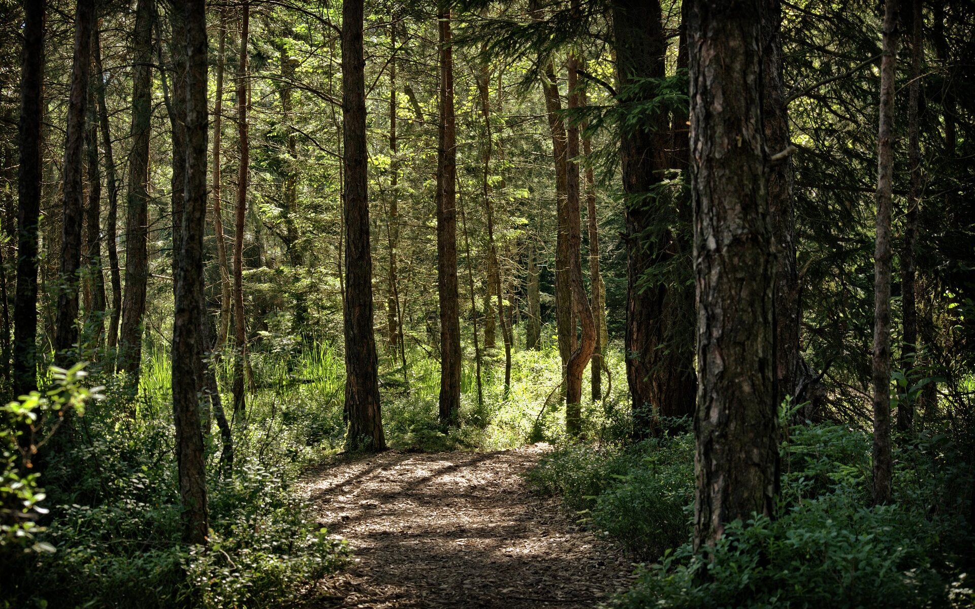 Biuro tłumaczeń Borzechów