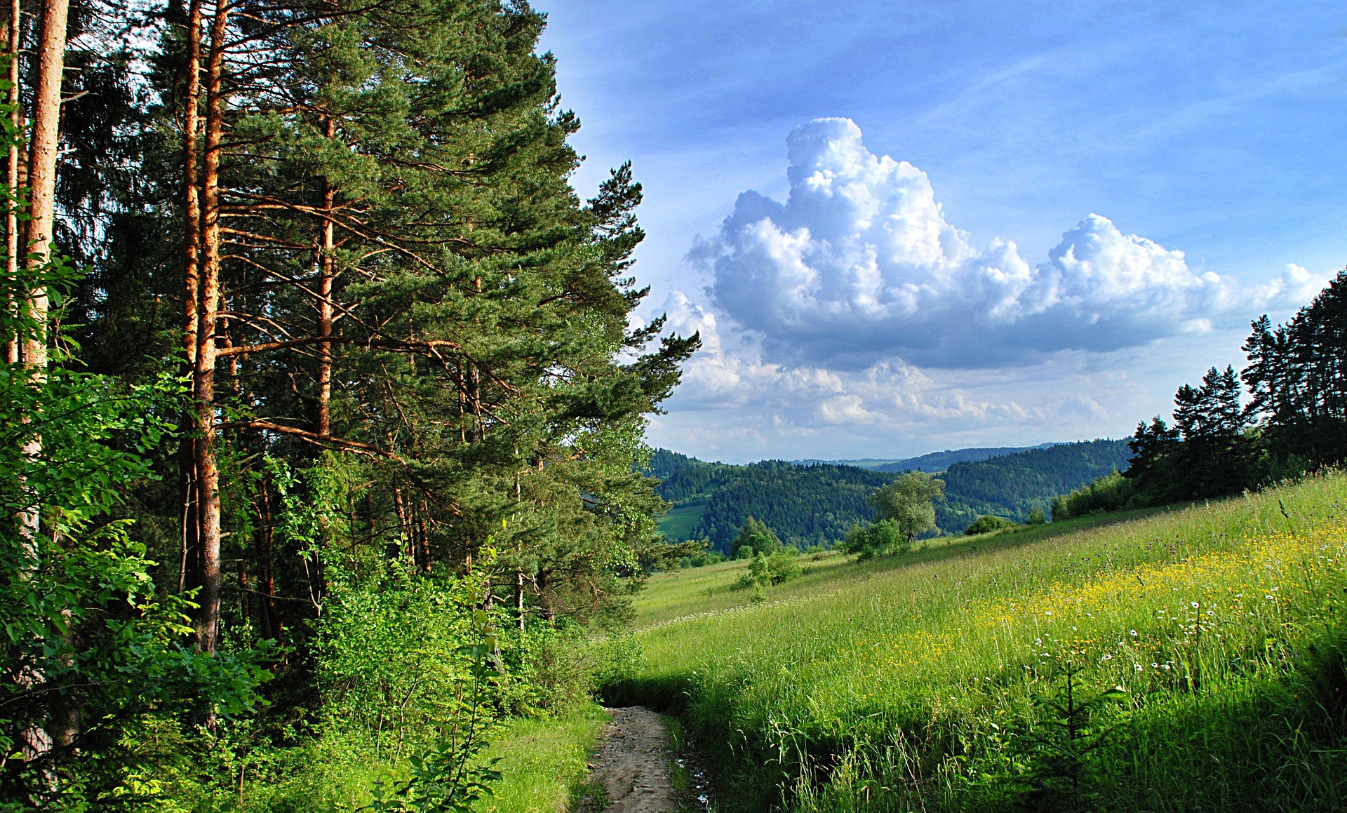 Biuro tłumaczeń Tymbark