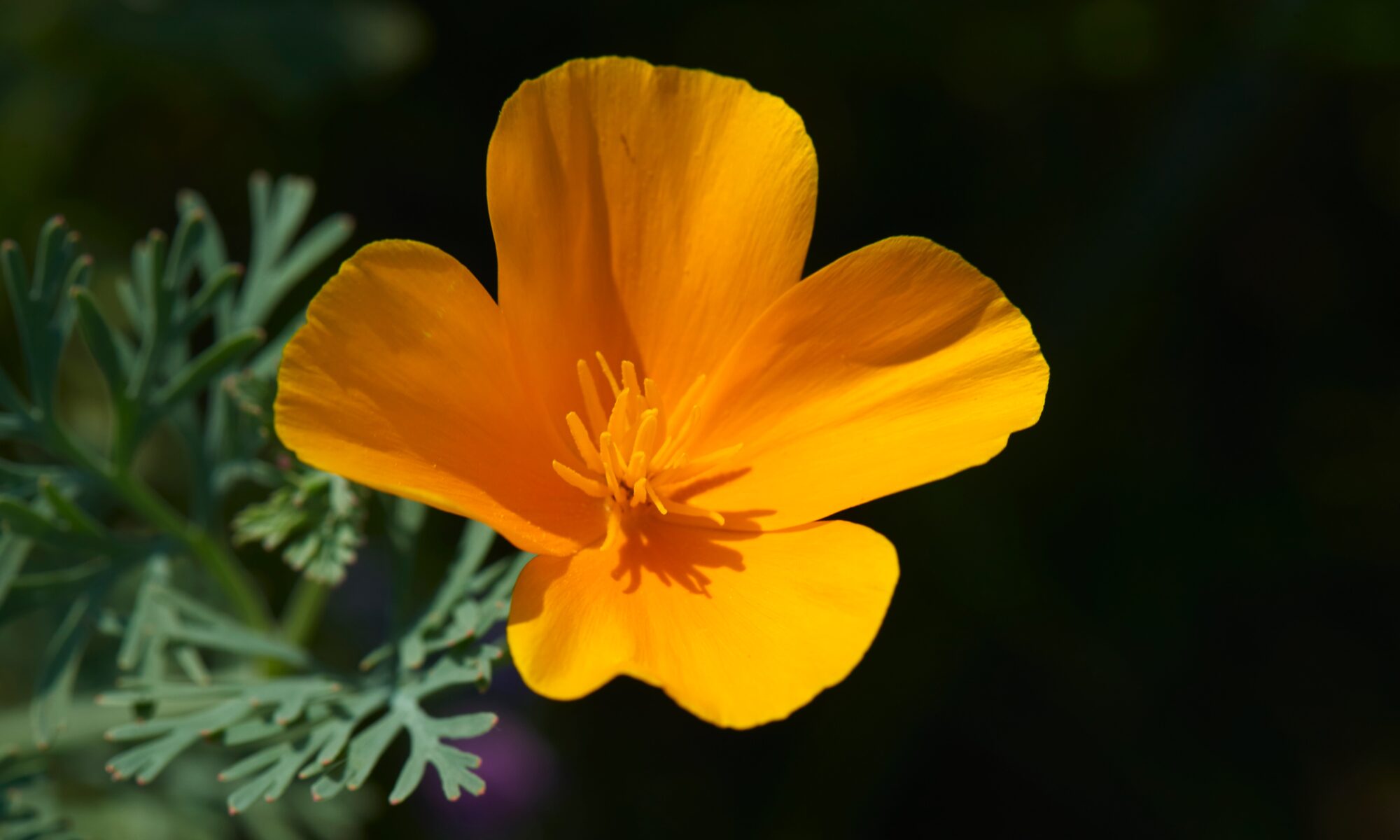 Biuro tłumaczeń Bytnica