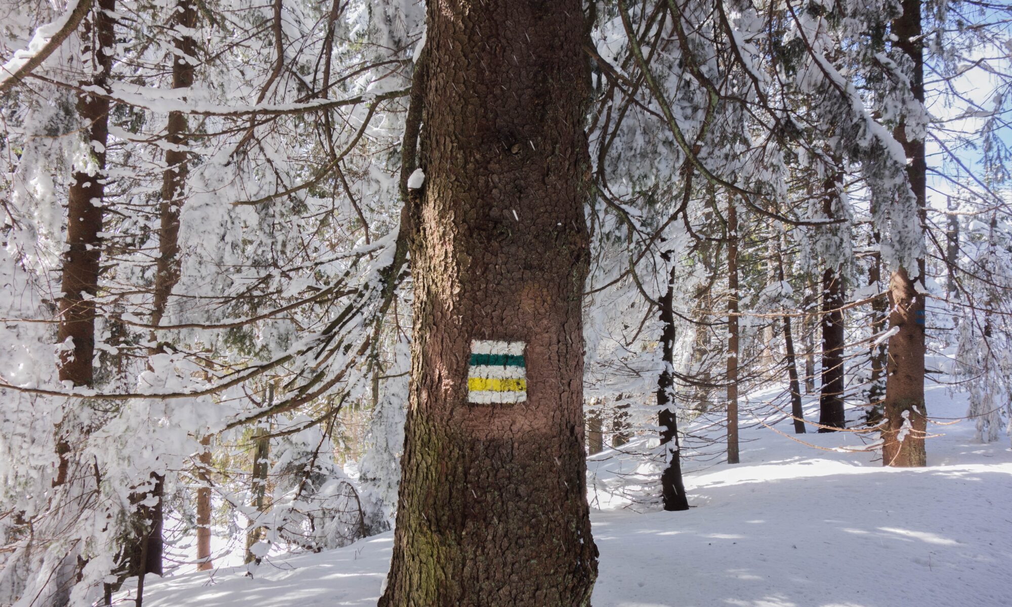 Biuro tłumaczeń Niedźwiedź